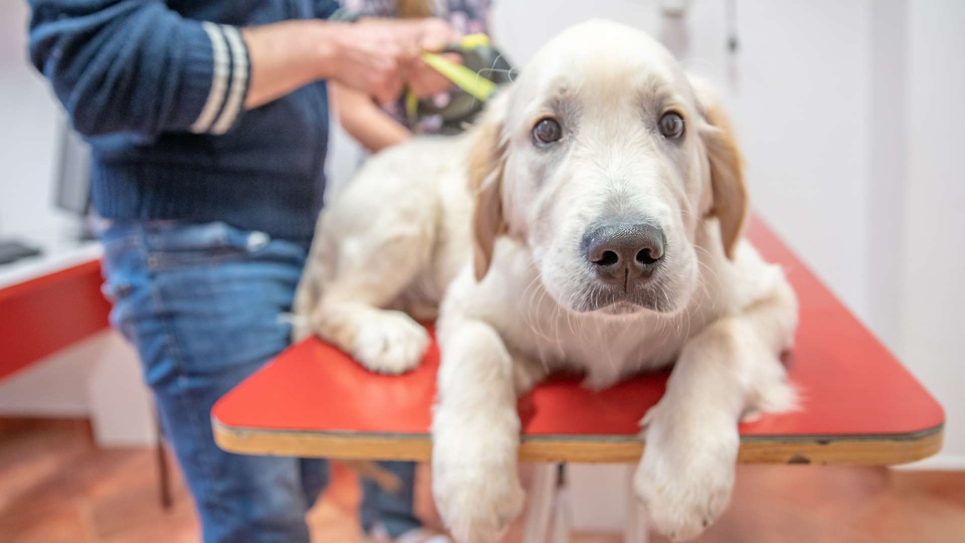 İstanbul Veteriner Kliniği