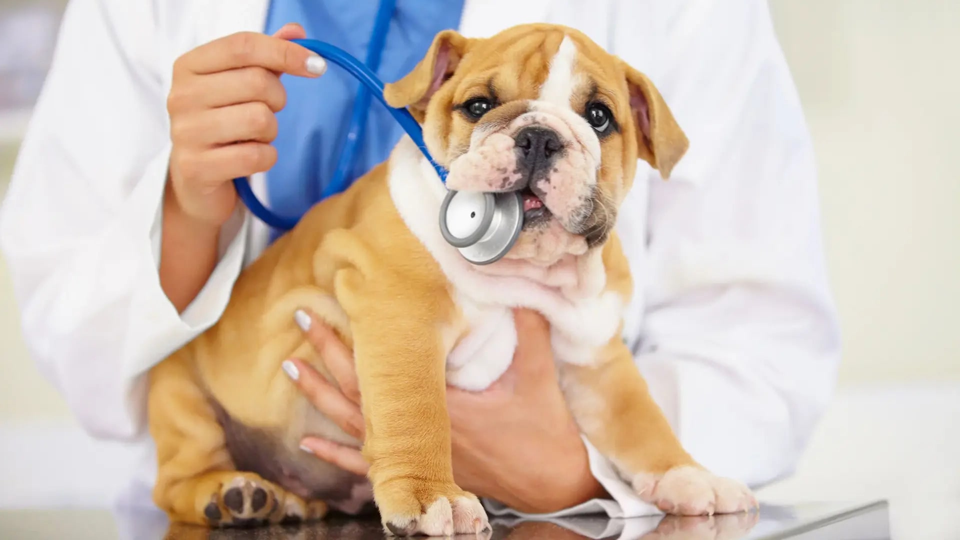 Küçükçekmece White Vet Veteriner Kliniği